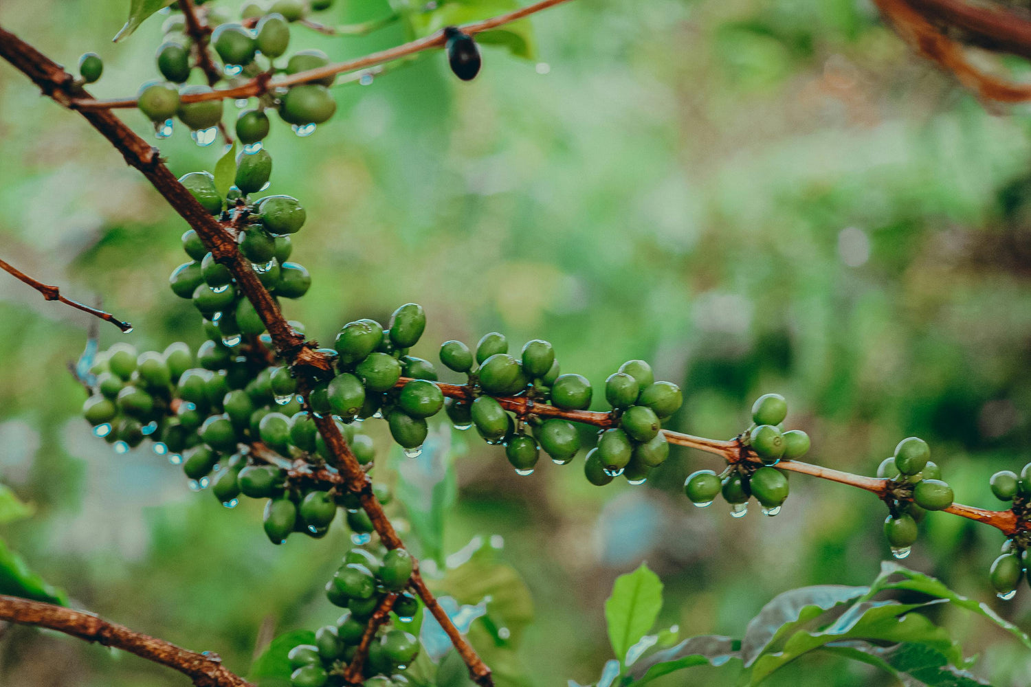 Farms to Cups Coffee Experience – Premium Artisan Coffee From India’s Finest Estates by hux coffee company